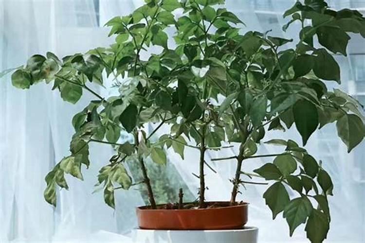 幸福树秋天怎么浇水施肥