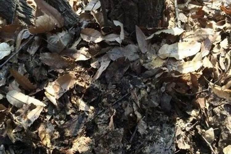 给农作物灌溉或施肥,应该是( )A.越多越好B.越少越好C.越早越好D.由农...