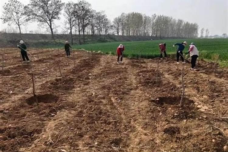 用怎样的方法能让果子有效膨大