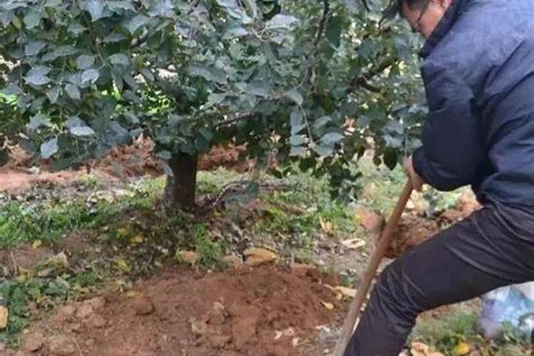 秋季果树施什么肥好 秋季果树施肥技巧