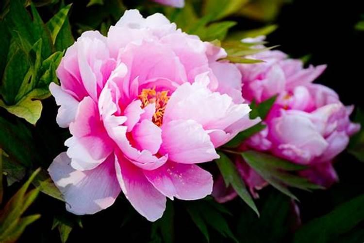 大葱喜欢什么肥料