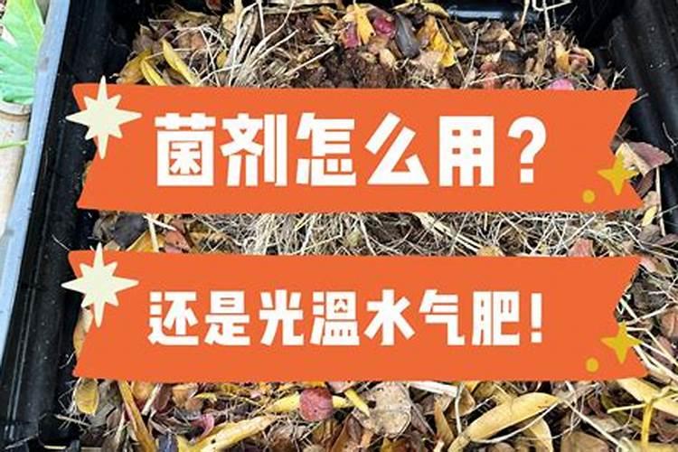 桑树适合什么肥