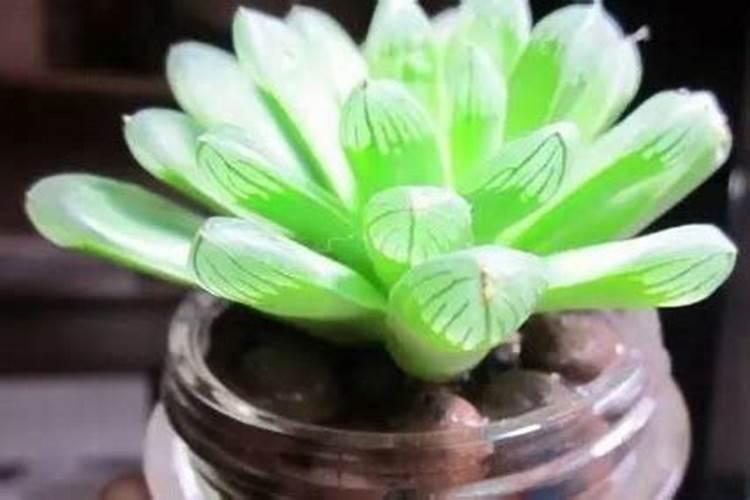 甘蓝制种苗倒载后不长用啥叶面肥