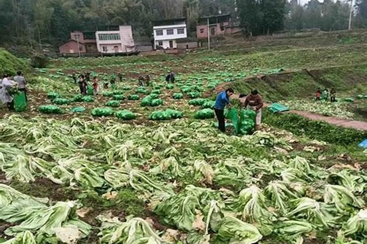 沙土地一亩用多少钾肥钾肥