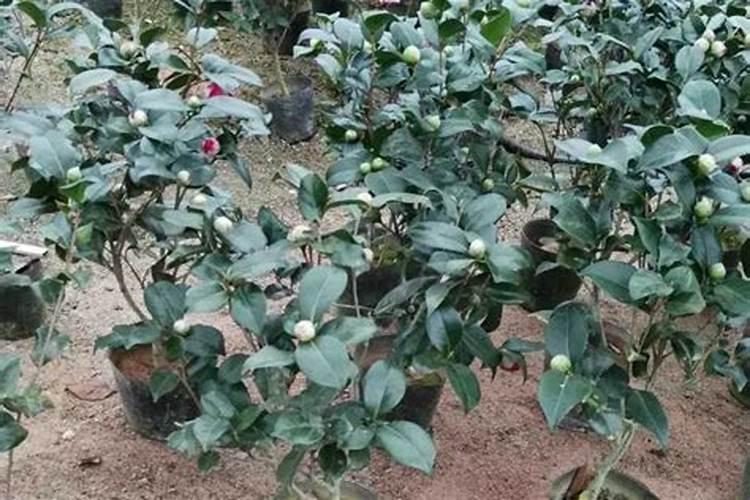 兰花几年才能开花