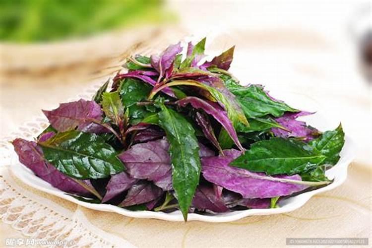 旱黄瓜种植技巧