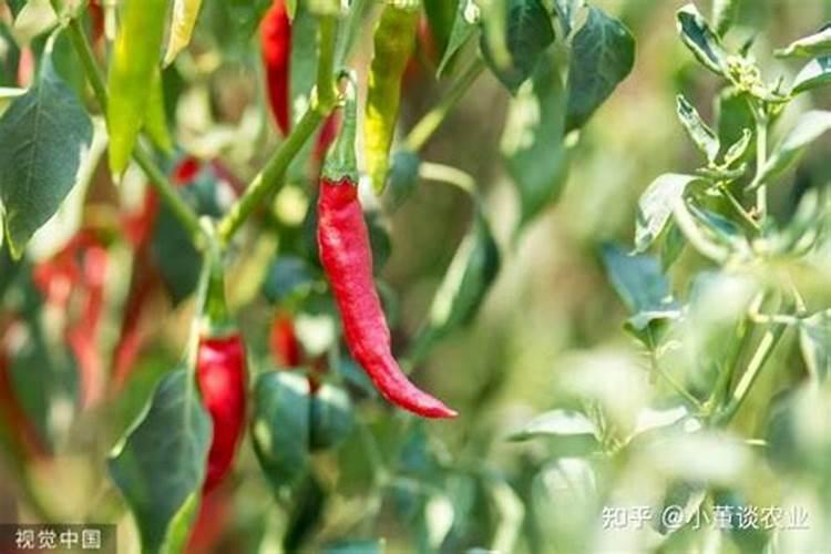 生姜种植需要什么肥料？生姜打什么叶面肥长的快？