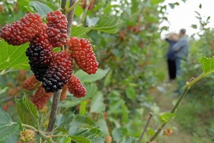 玉米8个叶干旱用浇水么