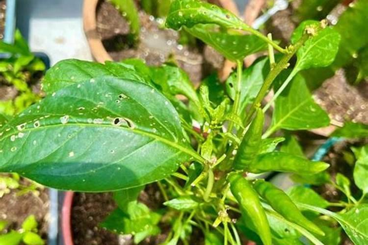 辣椒打啥叶面肥最好