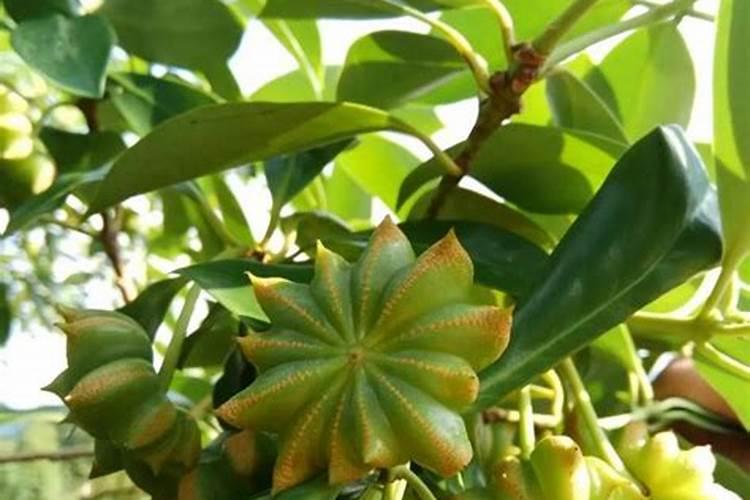 天然肥料有哪些