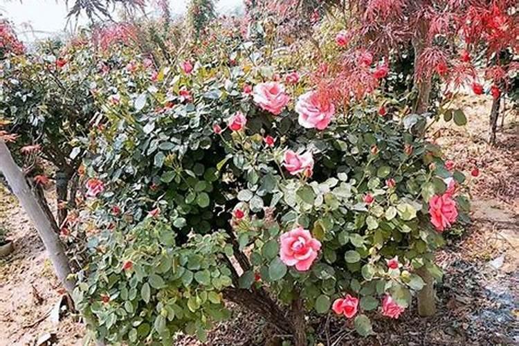 叶面肥是什么肥料