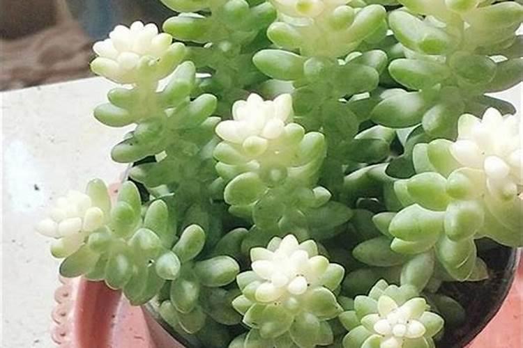 猕猴桃10亩要多少投资 亩产量一般是多少