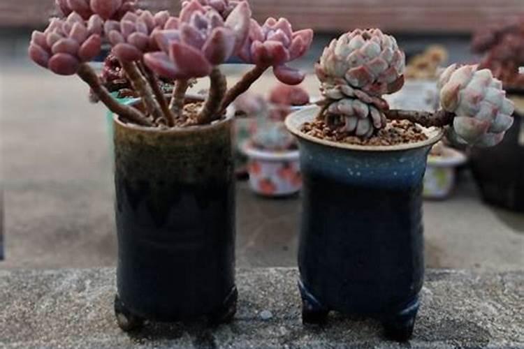 1斤液态氮等多少尿素