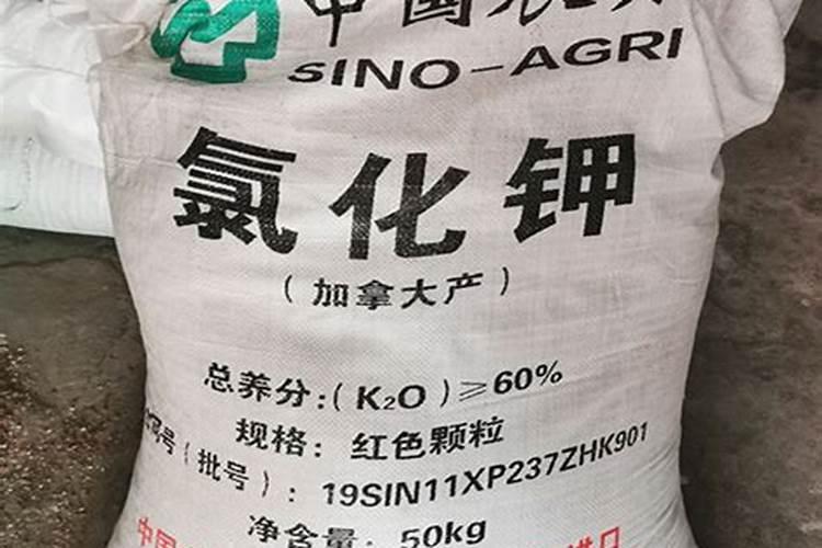 打瓜的种植方法与管理