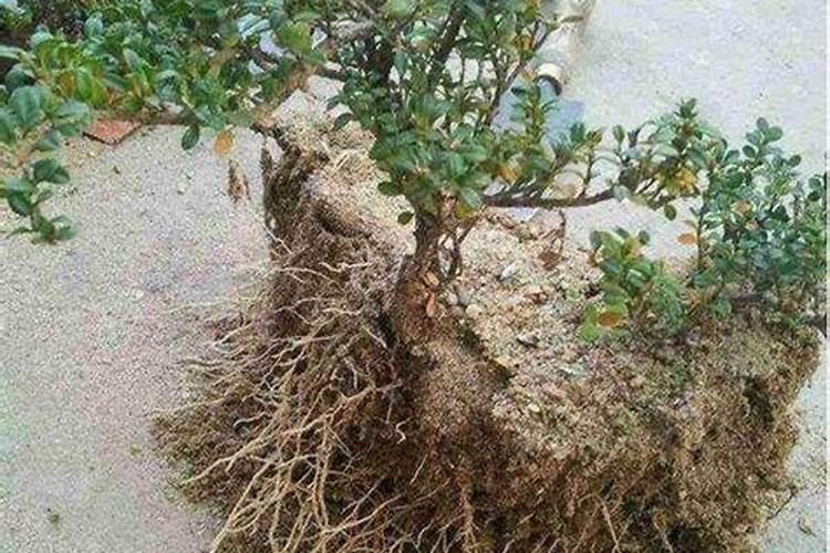 雀舌黄杨怎么养长得快又旺盛