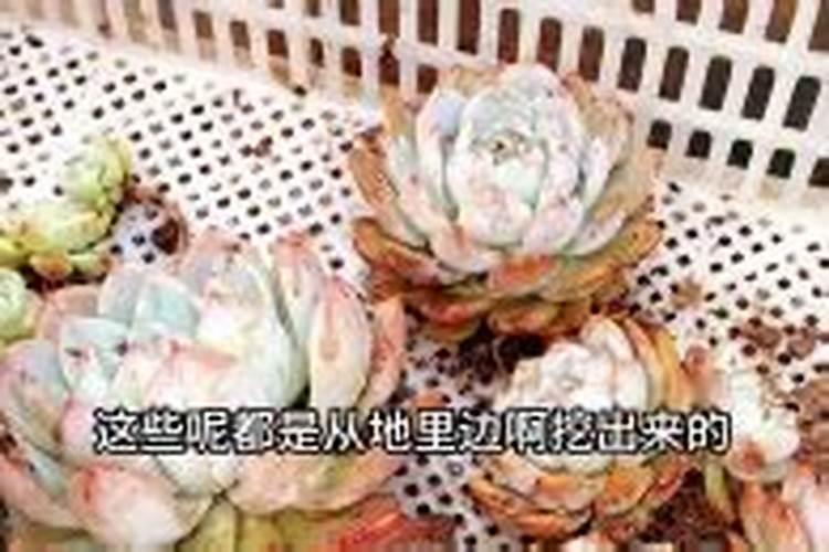 多肉植物用什么肥料复合肥可以吗