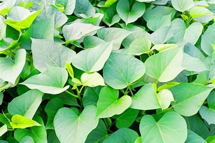 红薯叶施什么肥最好 施肥注意事项