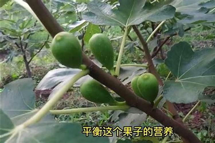 无花果树叶子发黄卷叶怎么办,四个方面教你解决