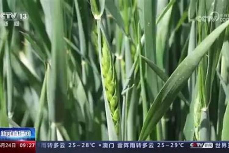 请问各位老师:我家的黄瓜这是么问题？