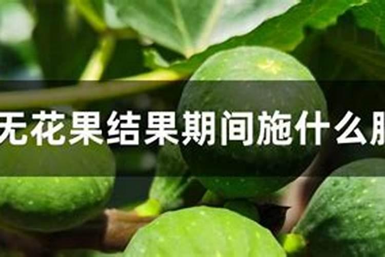 无花果的叶子一圈为什么有烧焦是不是肥水多了还是得病了