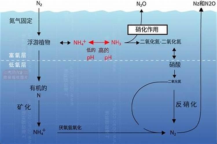 鱼塘水质发臭变黑是什么问题？如何处理