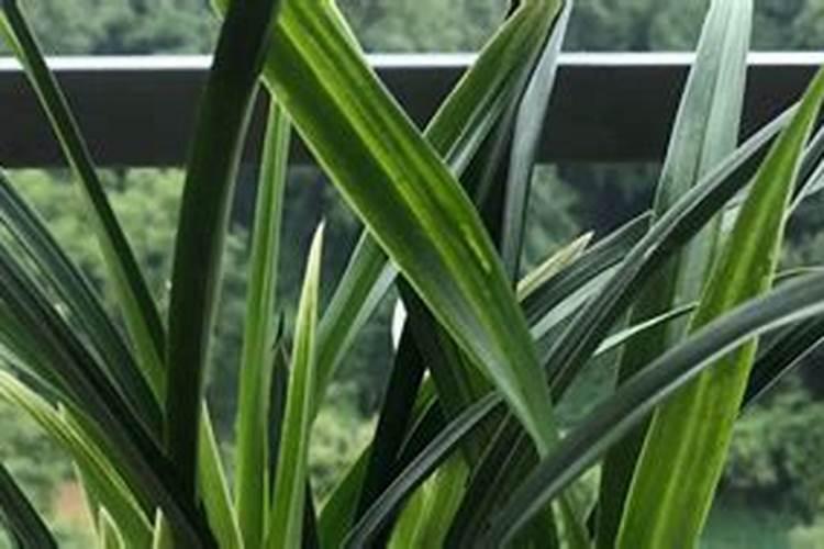 常见的氮肥有什么？