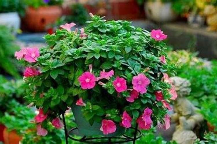 喇叭花施什么肥？氮肥/磷酸二氢钾/氮磷钾复合肥三种肥料