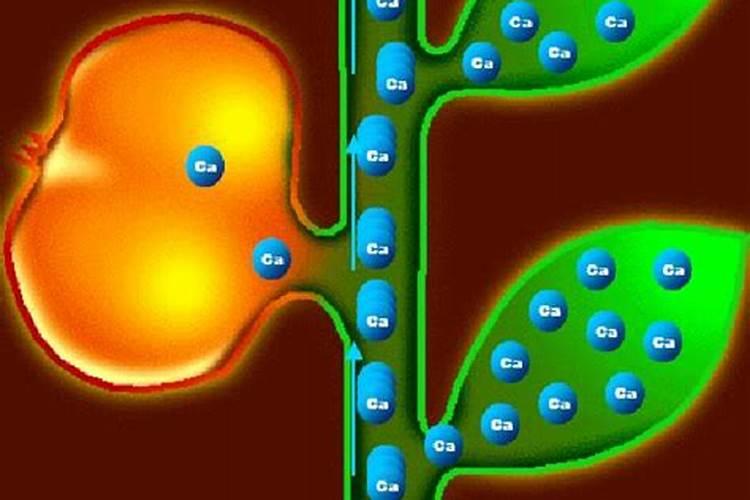 钙肥不能和什么肥料混用？