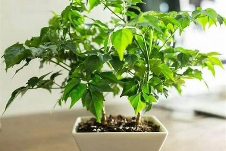 奥绿和好康多缓释肥哪个好
