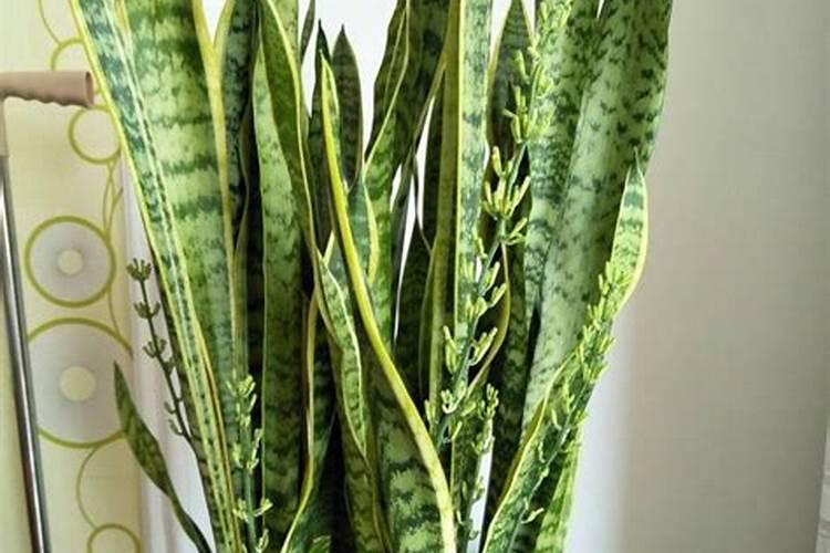 玉米最后一次施肥用什么肥好 能用尿素吗