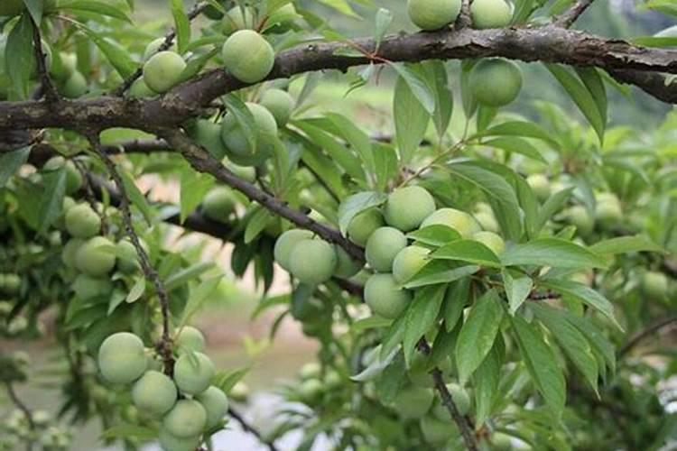 李子开花后如何保果