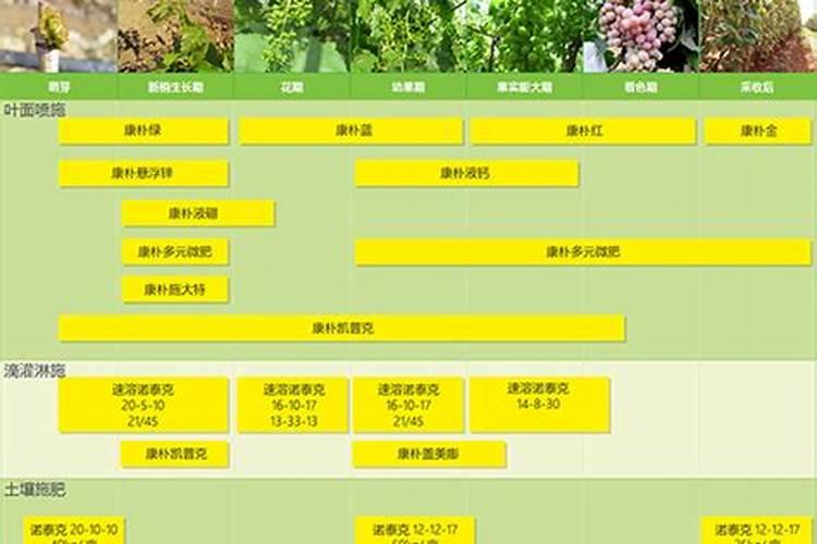 葡萄补钙最佳时间(给葡萄补钙季节什么钙肥最好)