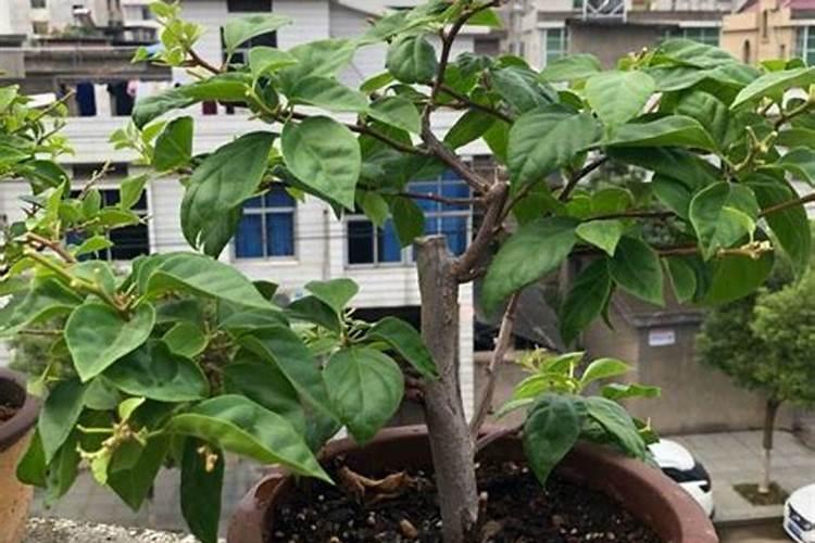 三角梅剪枝后不发芽