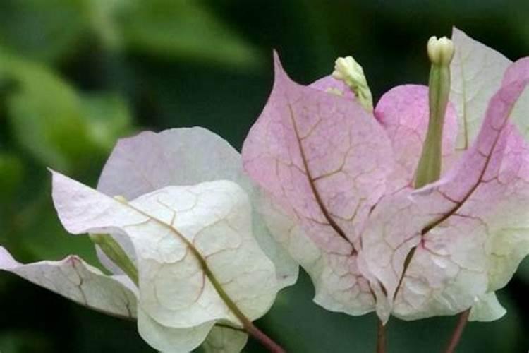 怎样给三角梅剪枝