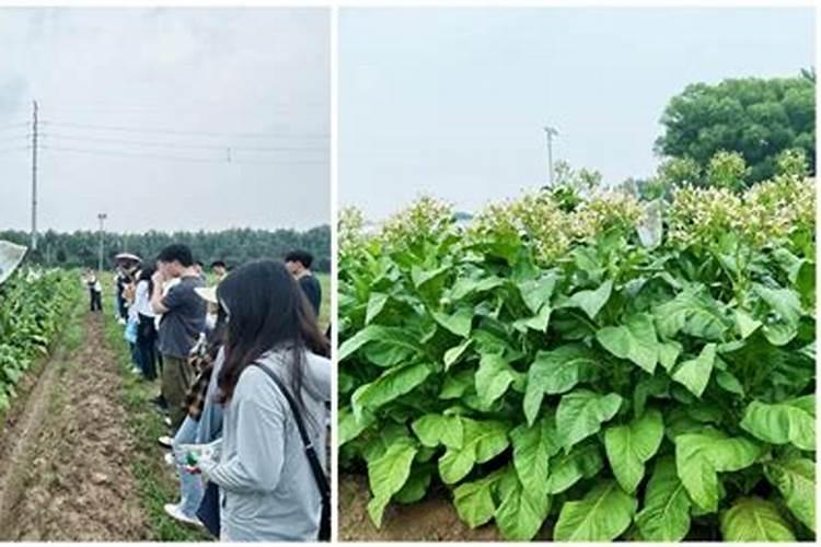 农业场景中白糖有着怎样不为人知的奇妙用途