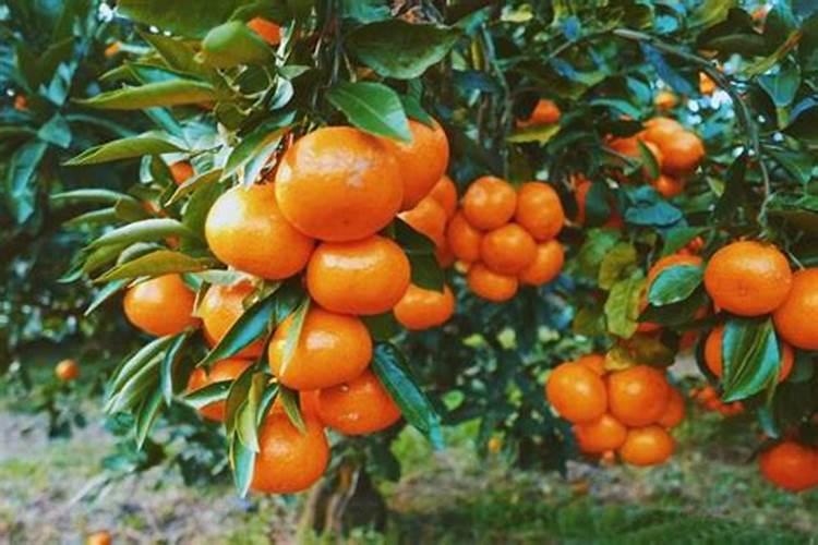 新栽柑橘幼苗怎么施肥 需要注意些什么