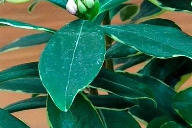 瑞香花用什么肥料最好 怎么施肥