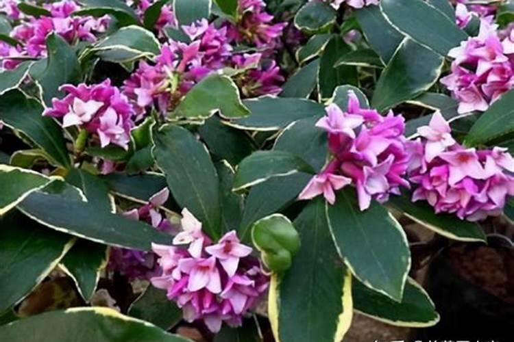 瑞香花开败之后如何处理 瑞香花开败之后如何处理方法