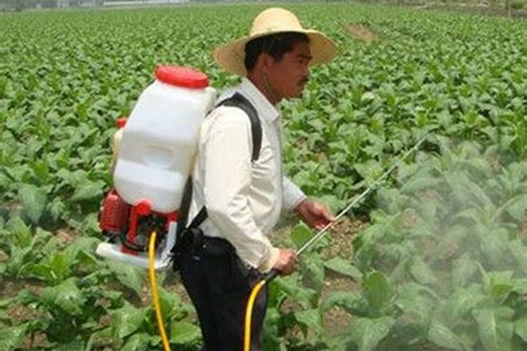 开春种土豆啦,老菜农教你怎么种植土豆,株距用肥要掌握好