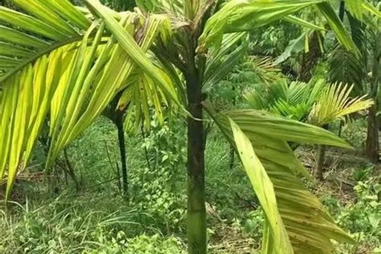 黄腐酸钾槟榔苗期能用吗