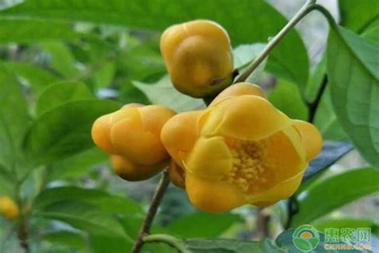 苹果树用什么肥料好