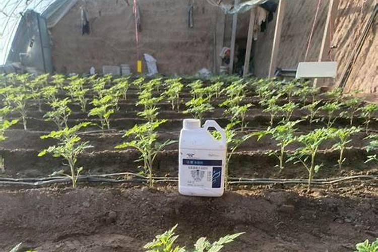 姜什么时侯追肥效果好