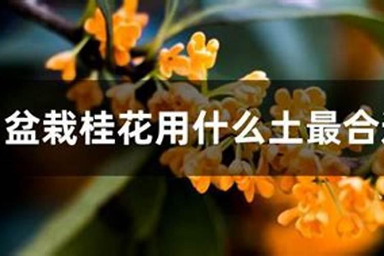 用什么钙使农作物的根增粗增长什么样的钙肥吸收利用率高