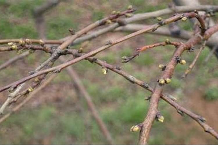 花盆种植蓝莓为什么只开花不结果