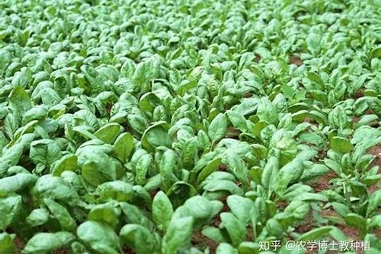 月季生长季修剪方法大盘点,了解这些方法,月季生长季修剪不是事百度知...