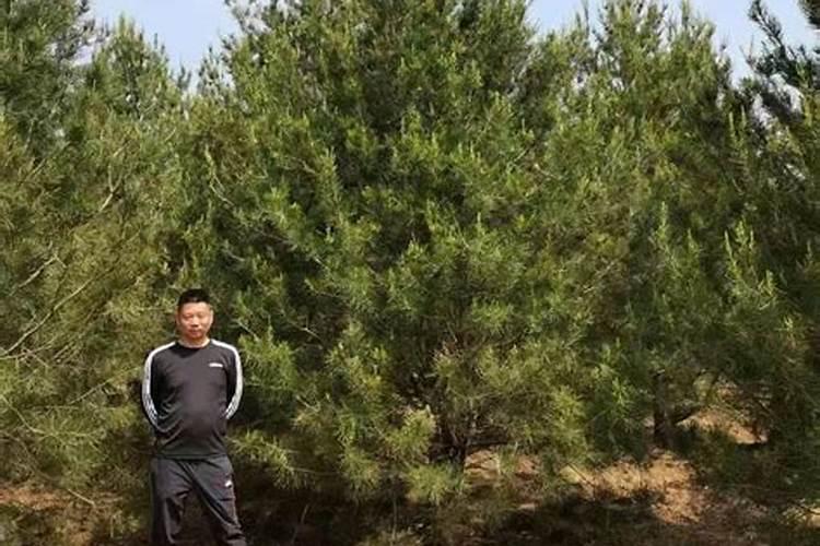 3个17含氯复合肥种植玉米行吗？