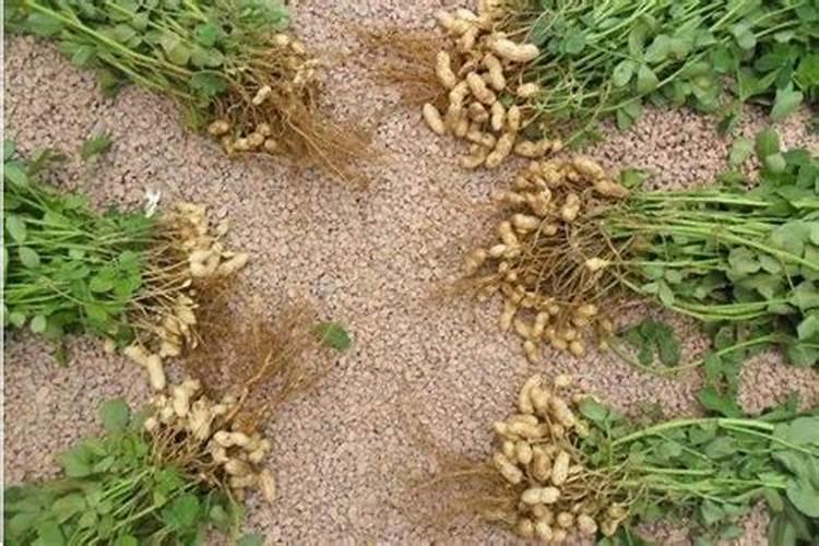 西瓜施肥时间及方法