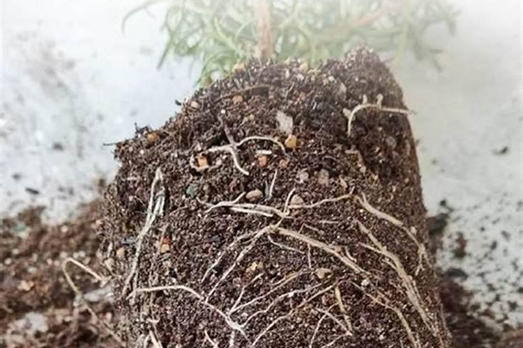 生根壮根的肥料有哪些