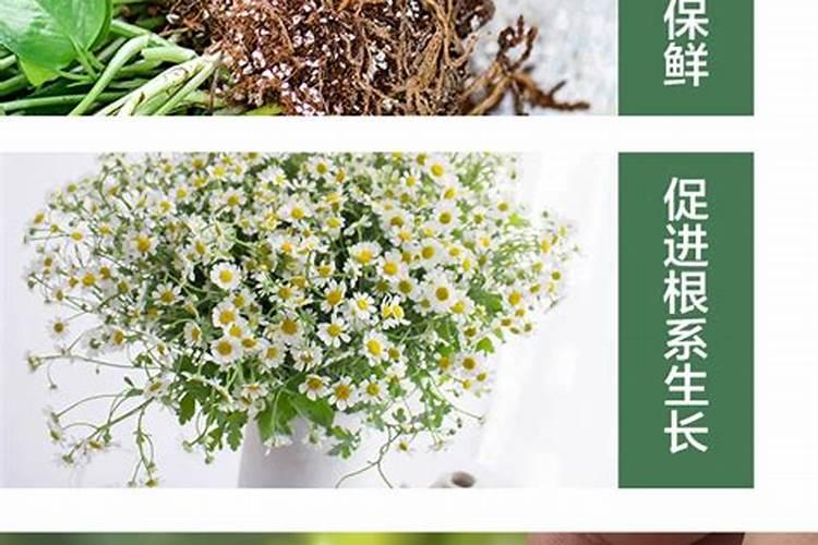 树木营养液可从根部输吗