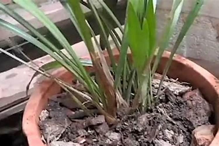 黑松移栽后多久算成活 “移栽后几天黑松能活？”